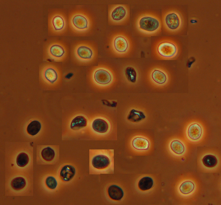 Crosta grigiastra - foto 5242 (Radulomyces confluens)